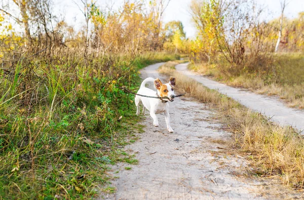 Собака Бегает Палкой Игривая Собака Осенью — стоковое фото