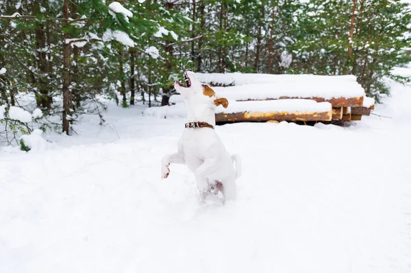 Gelukkig Actieve Hond Spelen Springen Winter Forest — Stockfoto