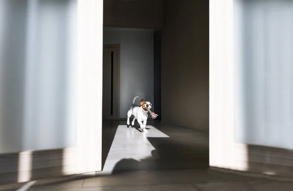 Μικρό Σκυλί Παιχνίδι Που Τρέχει Κατά Μήκος Ενός Διαδρόμου Κουτάβι — Φωτογραφία Αρχείου