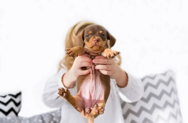 Perrito Del Perro Salchicha Las Manos Chiquilla Retrato Horizontal Primer — Foto de Stock