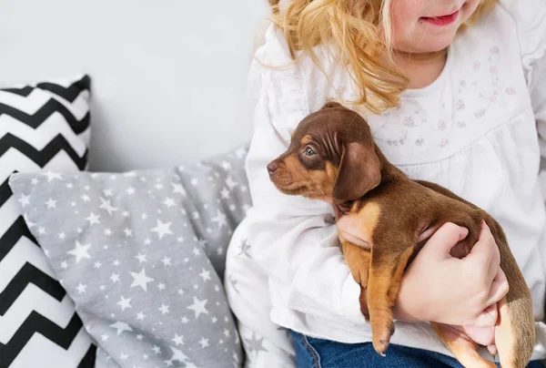 Menina Bonito Brincando Com Cão Pequeno Conceito Amizade Pessoa Cão — Fotografia de Stock