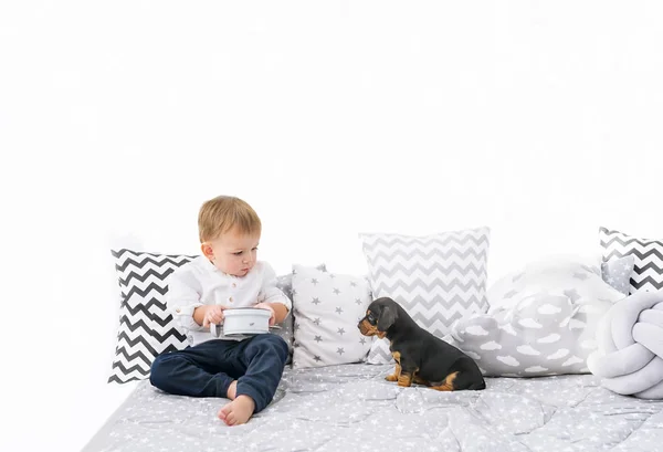 Kleiner Junge Sitzt Auf Dem Bett Und Spielt Mit Dackelwelpe — Stockfoto