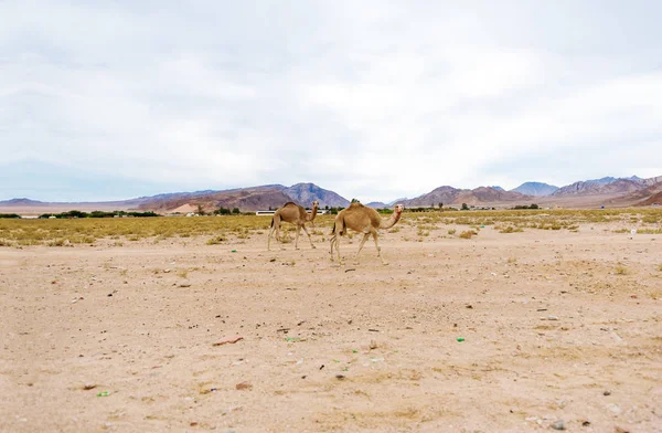 Two camels in the Jordanian desert.