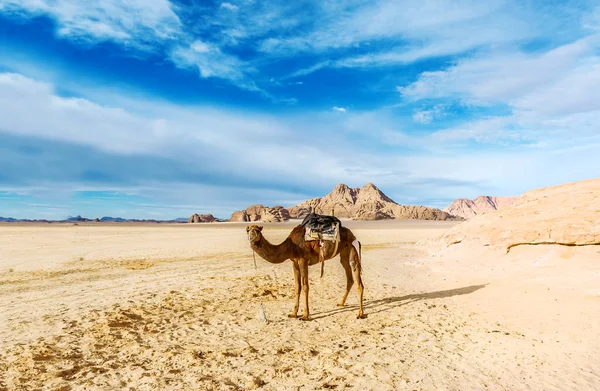 Einsames Kamel Der Jordanischen Wüste Wadi Rum Wüste Tal Des — Stockfoto