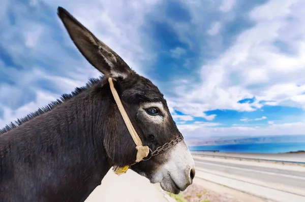 Burro Jordânia Perfil Rosto Burro Contra Fundo Céu Azul Nublado — Fotografia de Stock