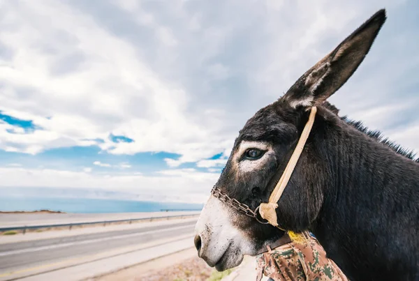 Profiel Van Een Ezel Tegen Achtergrond Van Snelweg Van Zee — Stockfoto