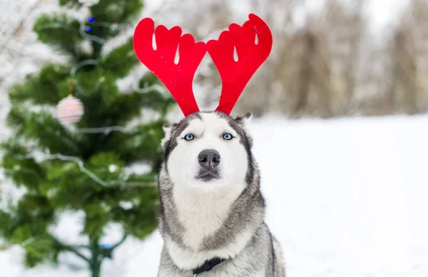 在冬季公园的一棵圣诞树的背景下 带着圣诞节驯鹿角的猎狗 — 图库照片
