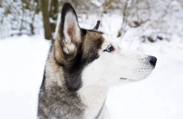 Primer Plano Del Perro Husky Posando Nieve Observando Bosque Perfil — Foto de Stock