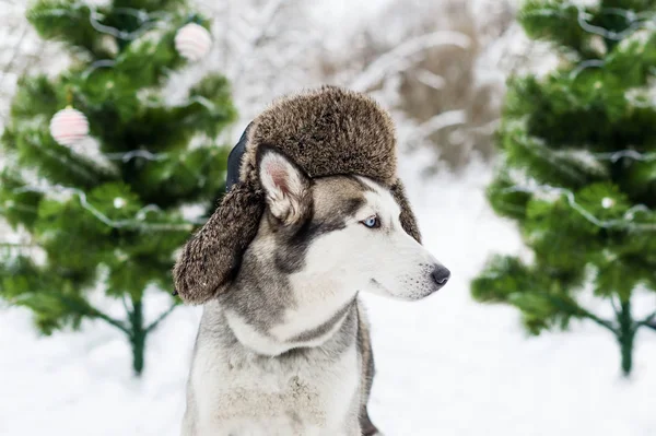 Zabawny Pies Husky Jest Ciepłą Czapkę Nausznikami Zielone Choinki Zbliżenie — Zdjęcie stockowe