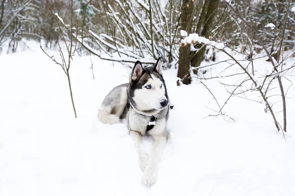 Cão Husky Deitado Neve Husky Siberiano Com Olhos Azuis Passeio — Fotografia de Stock