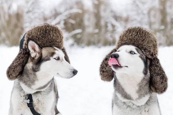 Zwei Lustige Huskyhunde Tragen Warme Hüte Mit Ohrenklappen Nahaufnahme Porträt — Stockfoto