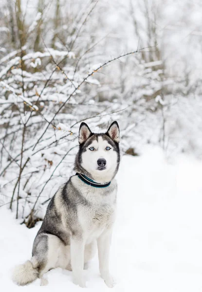 Perro Husky Sentado Nieve Husky Siberiano Con Ojos Azules Paseo —  Fotos de Stock