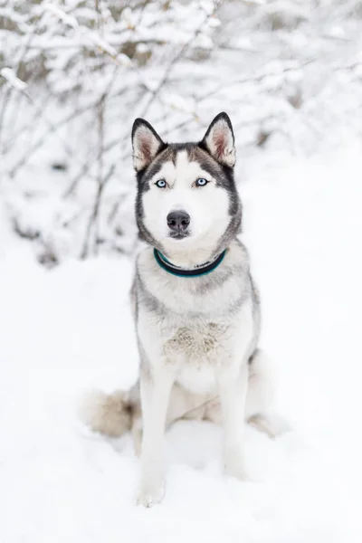 丈夫的狗坐在雪地里 在冬天的森林里散步时 蓝眼睛的西伯利亚哈士奇 垂直特写镜头肖像 — 图库照片