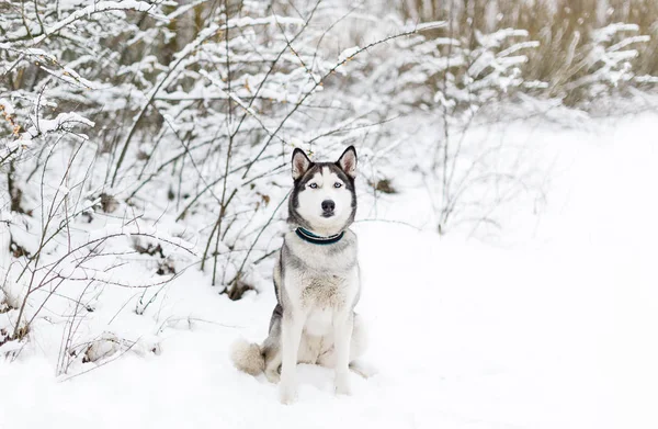 Собачих Упряжках Сидячи Снігу Сибірський Хаски Блакитними Очима Прогулянку Зимовому — стокове фото