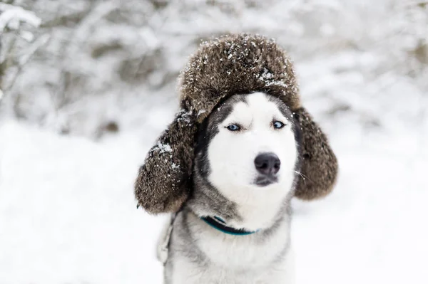 Der Lustige Husky Hund Trägt Einen Warmen Hut Nahaufnahme Porträt — Stockfoto