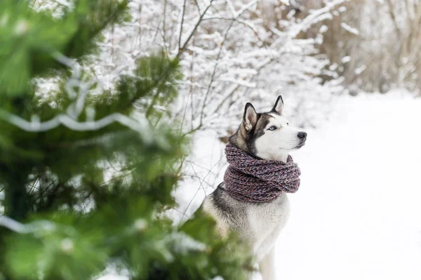 Nahaufnahme Porträt Des Weihnachtshundes Liegt Schnee Winterwald Vor Dem Hintergrund — Stockfoto