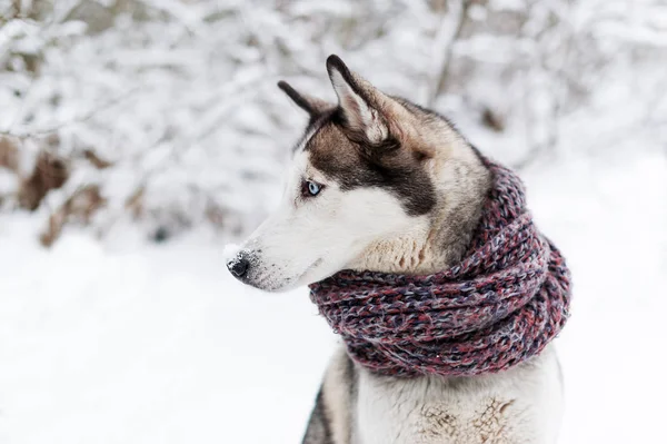 Husky Pies Profil Śniegu Syberyjski Ładny Pies Ciepłym Szalikiem Zbliżenie — Zdjęcie stockowe