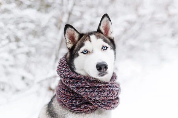 Husky Hund Posiert Warmem Schal Nahaufnahme Porträt — Stockfoto