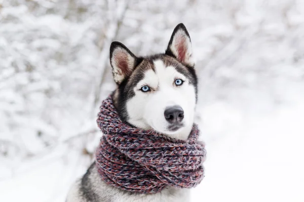 Perro Husky Posando Una Bufanda Caliente Retrato Primer Plano —  Fotos de Stock