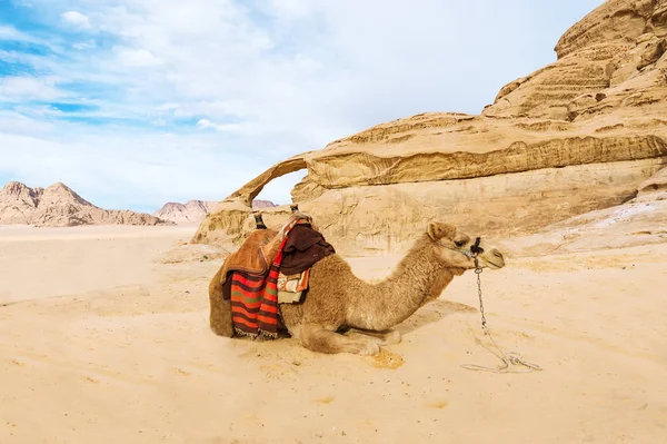 Obrazu Leżącego Wielbłąd Pustyni Wadi Rum Jordania Pojęcie Turystyki Podróży — Zdjęcie stockowe