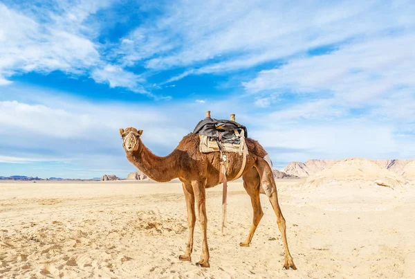 Bild Des Kamels Der Wüste Wadi Rum Jordanien Tourismus Und — Stockfoto
