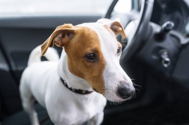 Küçük köpek oturmak arabada ön koltuk. Portre portre