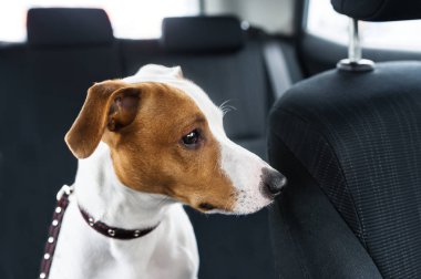 Sevimli köpek oturmak arabada ön koltuk. Portre portre