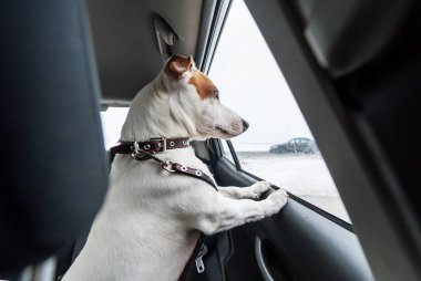 Üzgün köpek eş kapalı araba pencereden dışarı. Portre
