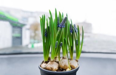 Bir pencere çiçeklere. Muscari. Seçici odak ve portre.