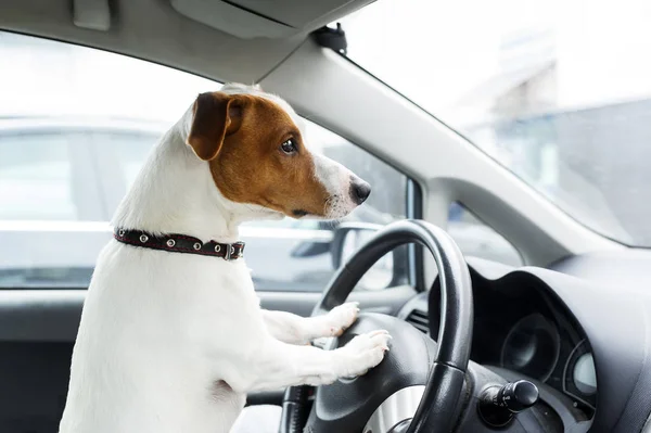 Cão Sentado Dentro Carro Assento Motorista Fechar Foto — Fotografia de Stock