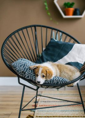 Şirin köpek yavrusu Galce Corgi Pembroke studio iç sandalyede oturan. Portre fotoğraf