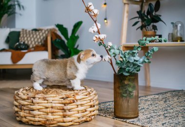 Yeşil bitki kapalı kokulu şirin köpek yavrusu. Şirin Galce Corgi Pembroke köpek yavrusu ev