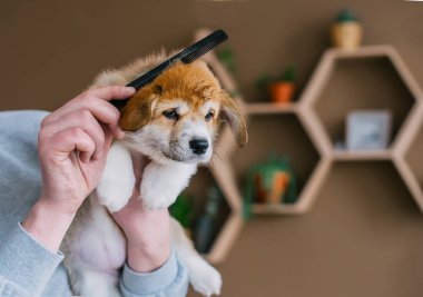 Şirin köpek yavrusu ev Oda Galce corgi Pembroke'da bakım adam