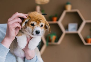 Şirin köpek yavrusu ev Oda Galce corgi Pembroke'da tımar sahibi