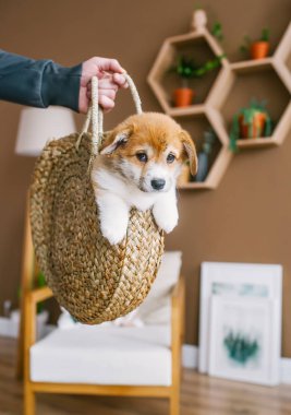 Sevimli köpek yavrusu ev odasında hasır sepetin içinde. İnsan eli saman ihale ile bir köpek yavrusu. Dikey fotoğraf