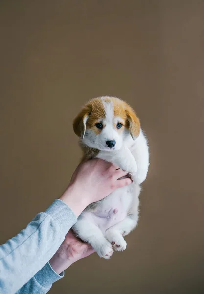 茶色の背景にかわいい子犬ウェルシュ コーギー ペンブロークを保持の所有者 垂直写真 — ストック写真