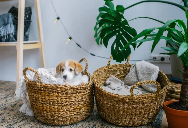 Симпатичний Маленький Собака Кошику Вдома — стокове фото