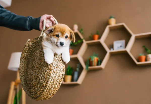 Cute Dog Puppy Straw Basket Home Room Human Hand Holding — Stock Photo, Image