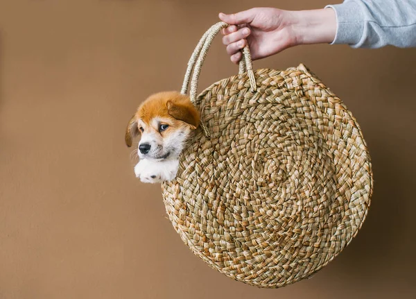 Carino Cane Cucciolo Cesto Paglia Posa Fotocamera Sacchetto Paglia Umano — Foto Stock