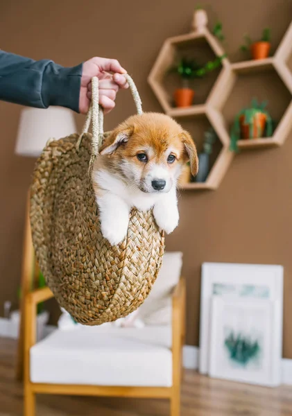 Cachorrinho Cachorro Bonito Uma Cesta Palha Quarto Casa Mão Humana — Fotografia de Stock