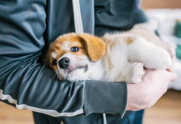 Closeup Portrait Cute Puppy Welsh Corgi Pembroce Man Hands — Stock Photo, Image