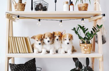 Açık renkli kitapları ile raf şirin küçük yavru 