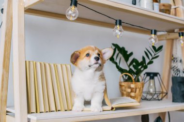 Komik kulaklı köpek yavrusu kitaplık üzerinde oynamak. Portre fotoğraf