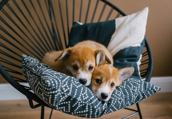 Galce Corgi Pembroke sevimli yavru yastık üzerinde kapalı yalan. Kamera için sevimli yavru pozlar. Portre fotoğraf
