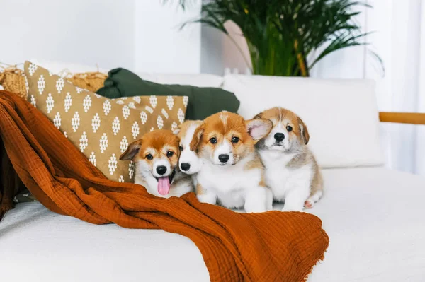 Aranyos Tátongó Corgi Kölykök Otthon Kanapén — Stock Fotó