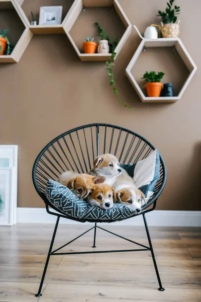 Cute puppies of four lie on chair indoors. Cute puppies poses for the camera. Vertical photo