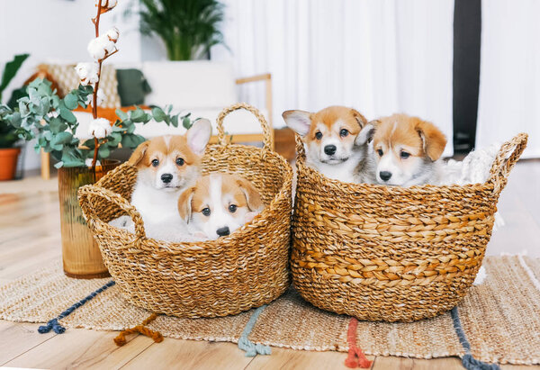 Симпатичные щенки валлийского Корги Пемброка в корзинах в помещении
