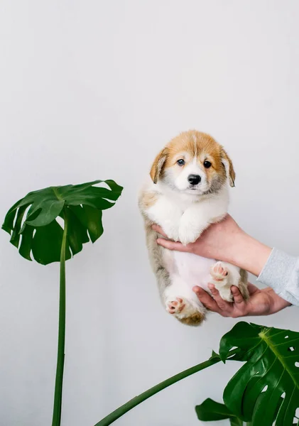 葉の大きな緑色の背景に所有者の手でウェルシュ コーギー ペンブロークのかわいい子犬 — ストック写真