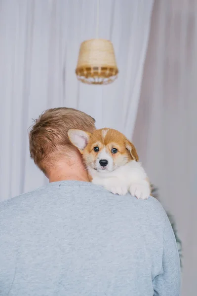 Owner Cute Puppy Welsh Corgi Pembroke Back View — Stock Photo, Image