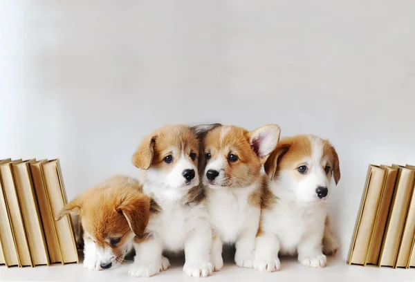 Lindos Cachorritos Pembroke Corgi Galés Estante Con Libros Sobre Fondo —  Fotos de Stock